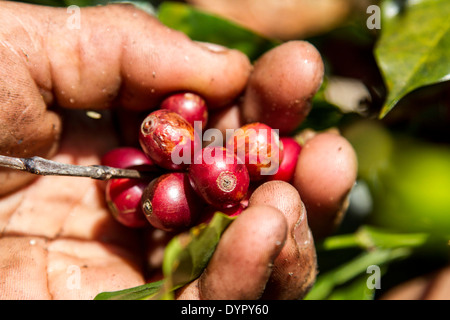 Cueillette du café au Costa Rica. Les grains de café. Banque D'Images