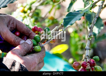 Cueillette du café au Costa Rica. Les grains de café. Banque D'Images