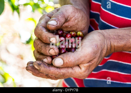 Cueillette du café au Costa Rica. Les grains de café. Banque D'Images