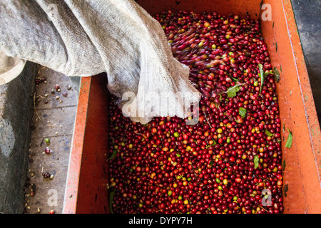 Cueillette du café au Costa Rica. Les grains de café. Janvier 2014. Banque D'Images