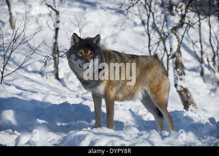 Le loup arctique (Canis lupus arctos) dans des bois enneigés Banque D'Images