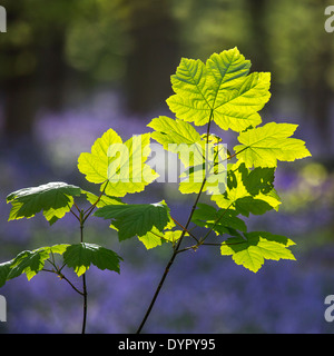 L'érable sycomore (Acer pseudoplatanus) feuilles en forêt au printemps Banque D'Images