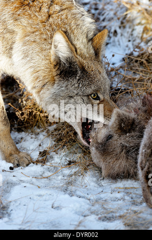 Un coyote sauvage tirant sur le mouflon d'un bébé qu'il a juste tué Banque D'Images