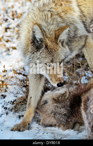 Un coyote sauvage se tient sur un bébé mouflons qu'il a juste tué Banque D'Images