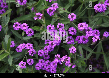 Verbena bonariensis close up of flowers Banque D'Images