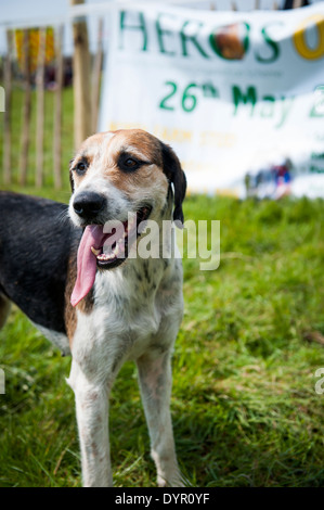 Foxhound avec une très longue langue Banque D'Images