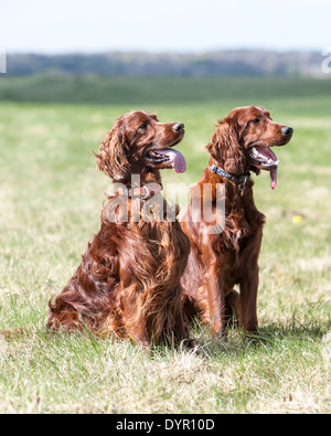 Deux chiens Setter Irlandais sitting in field Banque D'Images