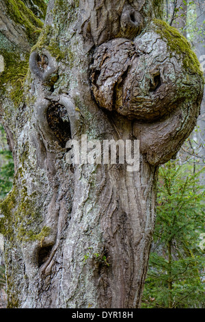 Tronc d'arbre noueux âge dans la forêt Banque D'Images