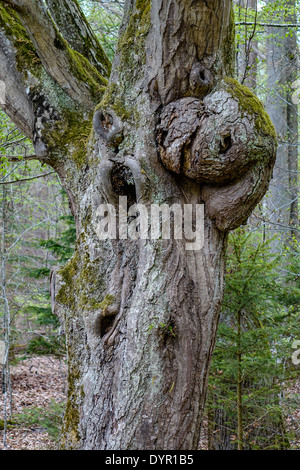 Tronc d'arbre noueux âge dans la forêt Banque D'Images