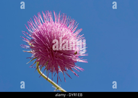 Thistle flower against a blue sky Banque D'Images