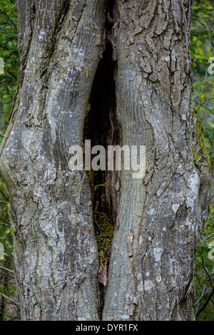 Tronc d'arbre noueux âge dans la forêt Banque D'Images