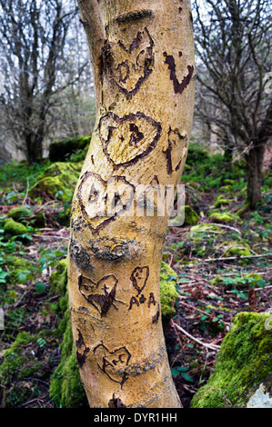 Arbre sculpté avec coeur, Sutton Bank, North Yorkshire, UK Banque D'Images