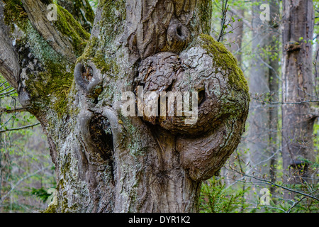 Tronc d'arbre noueux âge dans la forêt Banque D'Images