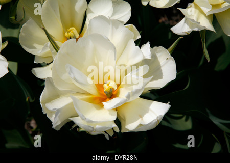 L'Empereur exotiques Tulip est magnifique très parfumées, fleurs semi-doubles tulip lentement sur les tiges robustes d'épaisseur, ce qui en fait l'un des Banque D'Images