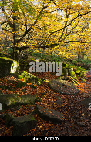 Un ancien hêtre parmi les blocs de pierre meulière et les feuilles tombées en automne Bois de Yarncliff, Peak District, Angleterre Banque D'Images