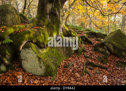 Racines d'un vieux hêtre répartis entre les blocs de pierre meulière dans Yarncliff et bois Padley Gorge, Peak District, Angleterre Banque D'Images