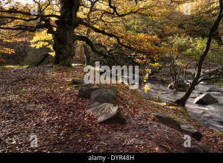 Sur les rives de Burbage Brook dans Yarncliff et bois en automne, Gorge Padley, Derbyshire Peak District National Park, Angleterre Banque D'Images