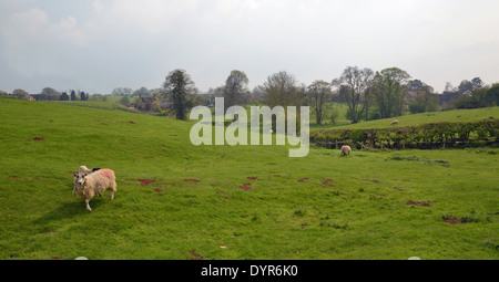 Des moutons paissant dans la région de champ Harlestone Northamptonshire UK Banque D'Images
