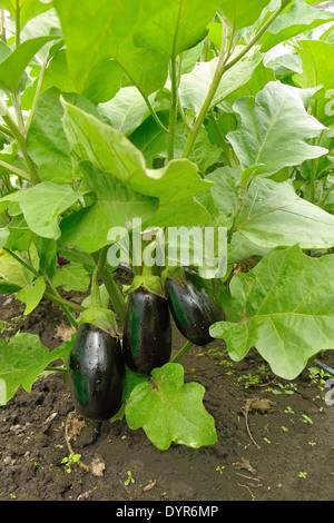 Trois aubergines violet sur la brousse avec de l'eau gouttes Banque D'Images