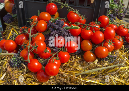 Tomate fraîche, sur la vigne, à la vente à un pays juste, Ayrshire, Scotland, UK Banque D'Images