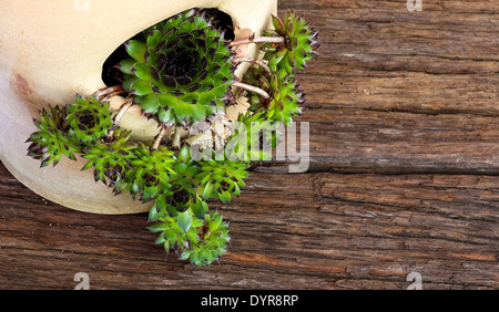 Succulentes Sempervivum calcareum en pot en céramique avec ouvertures latérales en bois rugueux contexte Banque D'Images