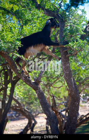 Chèvre en arbre Banque D'Images