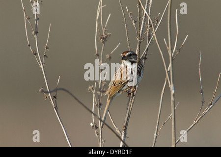 Bruant chanteur (Melospiza melodia) sur les branches d'arbres. Banque D'Images