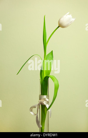 C'est libre de tulipe blanche dans un vase Banque D'Images