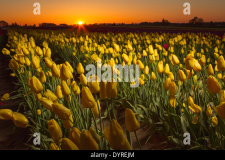 Champ de tulipes au coucher du soleil avec un un flash lumineux