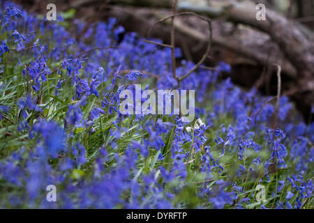 Aberystwyth, Pays de Galles, Royaume-Uni. 25 avril 2014. Un rare livre blanc britannique Bluebell se développe parmi des milliers de la variété bleue dans une clairière créée quand les arbres sont tombés pendant les tempêtes d'hiver à Aberystwyth. L'Espagnol est tout à fait commun Bluebell Blanc et menacent l'avenir de la British Bluebell comme elles se répandent dans tout le pays. Ils se distinguent par leur large leaf par rapport à la feuille étroite de la British Bluebell et les jacinthes blanches sont particulièrement rares. Crédit : Jon Freeman/Alamy Live News Banque D'Images