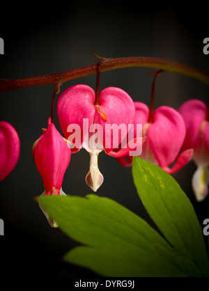 Cœurs-Spectabils lyre (Dicentra) fleur coeur d'amour sur fond foncé feuilles vert Banque D'Images