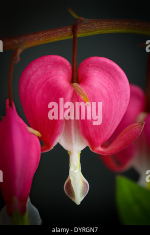 Cœurs-Spectabils lyre (Dicentra) fleur coeur d'amour sur fond sombre Banque D'Images