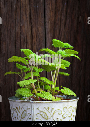 La menthe fraîche herb dans un pot d'étain sur fond de bois brut foncé Banque D'Images