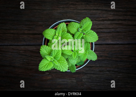 La menthe fraîche herb dans un pot d'étain sur fond de bois brut foncé Banque D'Images