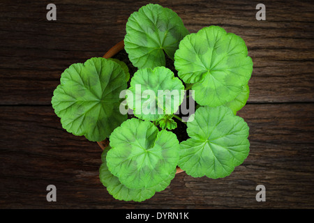 Cranesbills Les jeunes feuilles de géranium dans un pot en argile et rough wooden background Banque D'Images