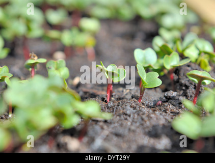 Fermer sur un radis germer dans un jardin potager Banque D'Images