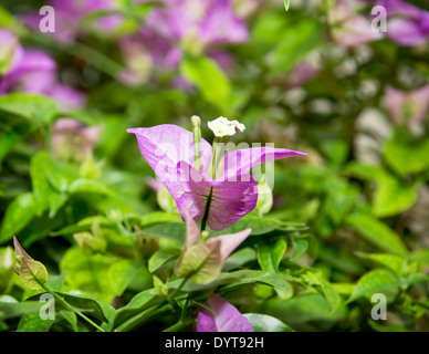 Fleurs violettes de bougainvilliers plante dans un jardin de printemps. Banque D'Images