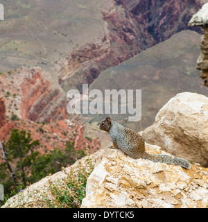 Rare Grand Canyon vue avec un rez sur le premier plan d'écureuil Banque D'Images