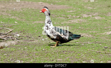 Close up of Muscovy Duck (Cairina moschata) Banque D'Images