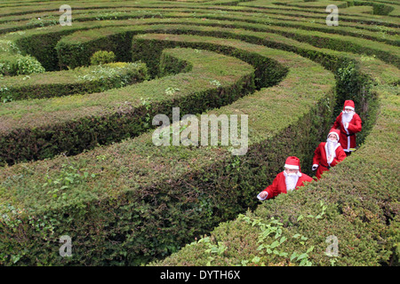 Trois clauses Santa essayez de trouver leur chemin hors du labyrinthe à Longleat Safari Park, Somerset UK . Banque D'Images