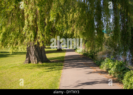 Jardins Radnor saules pleureurs, Strawberry Hill, quartier de Richmond, London, UK Banque D'Images
