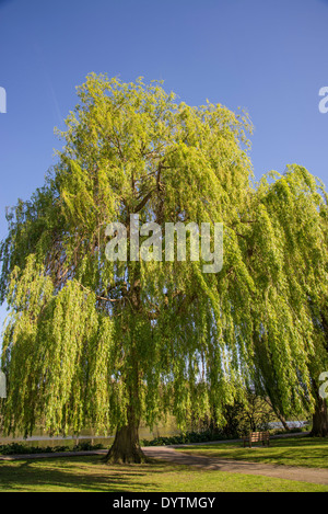 Jardins Radnor saule pleureur arbre, Strawberry Hill, quartier de Richmond, London, UK Banque D'Images