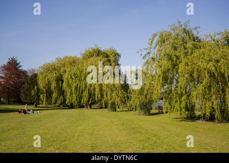 Jardins Radnor saules pleureurs, Strawberry Hill, quartier de Richmond, London, UK Banque D'Images