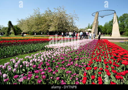 Berlin, Allemagne. Apr 25, 2014. Les tulipes fleurissent pendant l'ouverture de la tulipe spectacle 'Tulipan à Britzer Gardens' à Berlin, Allemagne, 25 avril 2014. Photo : HAUKE-CHRISTIAN DITTRICH/dpa dpa : Crédit photo alliance/Alamy Live News Banque D'Images