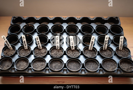 Graines semées en pots dans l'atelier de rempotage. Banque D'Images