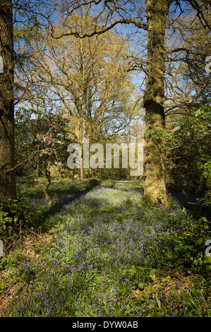 Woodlands au jardin borde Hill près de Haywards Heath, West Sussex, UK Banque D'Images