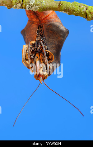 Owl Butterfly, pâle ou hibou géant (Caligo memnon) émergeant de Chrysalis Banque D'Images