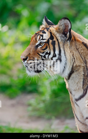 Tigre de Malaisie (Panthera tigris jacksoni) Banque D'Images