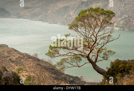 TWISTED CALEDONIAN PINE SURPLOMBANT LA MER À KINLOCH LOCH HOURN CÔTE OUEST DE L'ÉCOSSE Banque D'Images