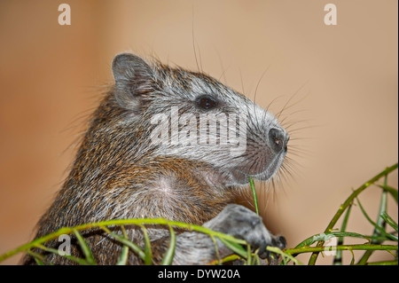 Hutia cubain ou Desmarest's (Capromys pilorides) Hutia Banque D'Images